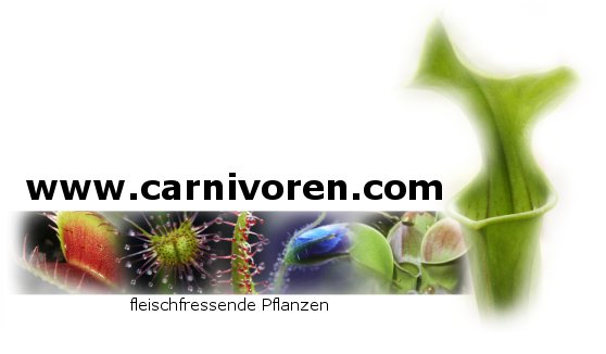 Carnivoren